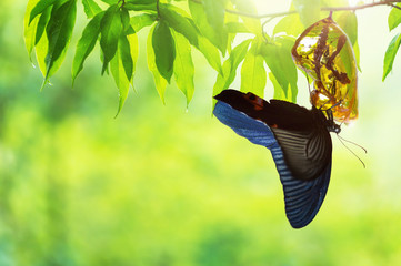 Butterfly change Chrysalis