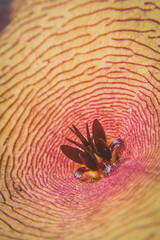 Stapelia