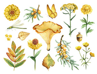 Aquarellillustrationen von Blumen, Pilzen und Insekten © Aleksandra Smirnova