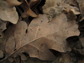 macro nature