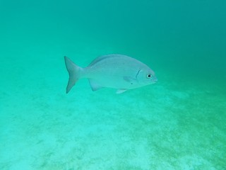 Poisson