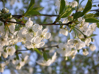 cherry blossoms