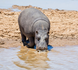 Hippopotamus