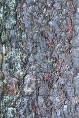 bark of a tree background