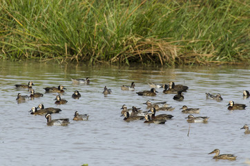 Dendrocygne veuf,.Dendrocygna viduata, White faced Whistling Duck