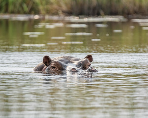 Hippopotamus