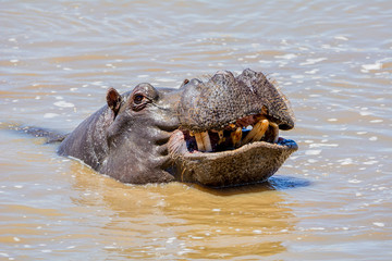 Hippopotamus