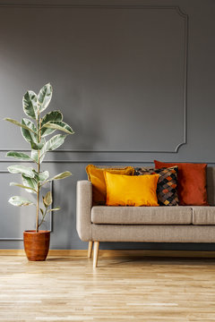 Ficus next to brown sofa with orange cushions in grey living room interior. Real photo