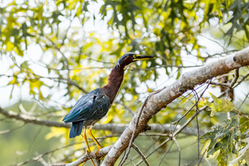 Green Heron on a Tree Branch