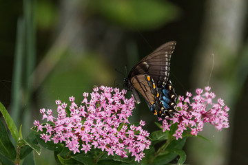 Butterfly Landing on a Flower
