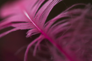 Macro photo of a Feather 