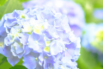 紫陽花