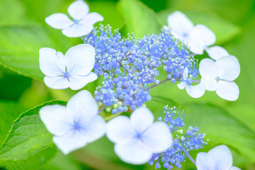 紫陽花
