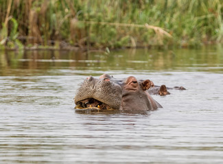 Hippopotamus