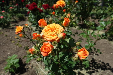 Buds and flowers of orange garden rose