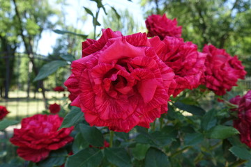 Many flowers of striped red roses in the garden