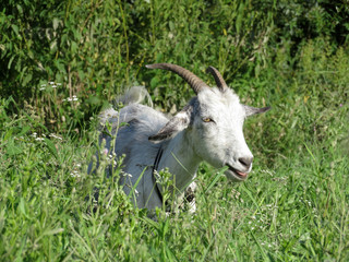 Obraz na płótnie Canvas White goat shows tongue. Tethered goat grazing in the green grass 