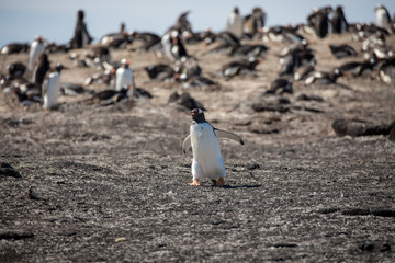 Fototapeta premium penguin in the arctic