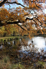 Obraz premium autumn in the park