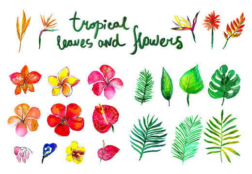 Tropical collection with exotic flowers and leaves isolated elements on the white background. Watercolor hand painted floral decoration