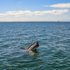Humpback Whale Spyhopping