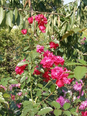 Roses bloom near the lake