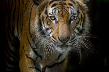 Fototapeta na wymiar Tiger portrait in front of black background