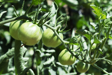 tomatoes ripening in the plant in an orchard