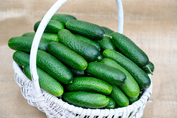 Cucumbers from fresh harvest in a white wicker basket.