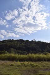 Fototapeta na wymiar Horizonte com pasto, colina verde , céu azul e nuvem 
