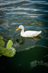 Domestic duck, Peking duck, Anas platyrhynchos, on the lake in the wild, is swimming on the lake, water lily