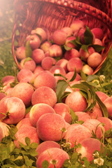 ripe peaches lie on the grass near the basket with peaches, close-up,