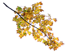 foliage of maple branch isolate on white