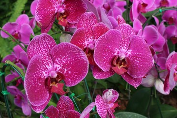 Fototapeta na wymiar ORCHID, be flower that the color is beautiful and the pattern look strange, it is export goods which make money for Thai people.