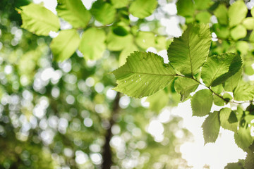 Fototapeta na wymiar Natural green background with selective focus