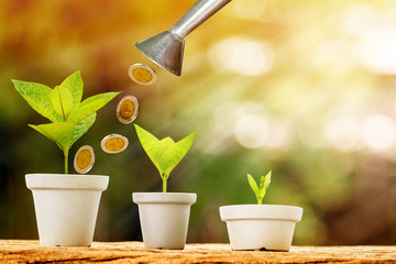 Tank of coin pouring drop to a flowerpot bank of money and seed plant growing value with savings put on the old wood in the morning sunlight, Business investment and asset management concept.