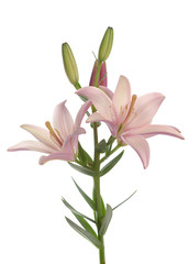 light pastel pink lily