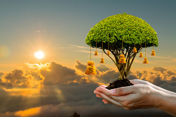 Woman hand hold the money bag of tree on blue sky with cloud and sunrise background, Saving money for investment and interest and loan concept.
