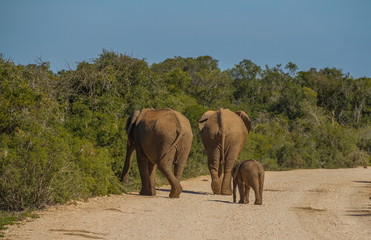 Obraz premium African elephants roam freely in the Addo elephant National Park in the Eastern Cape province of South Africa