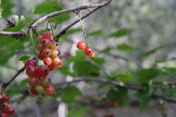 berry
