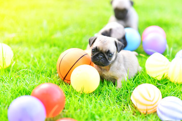 Cute puppy brown Pug playing with ball in green lawn

