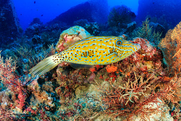 A beautiful Filefish swimming over a colorful tropical coral reef at Koh Tachai island, Thailand