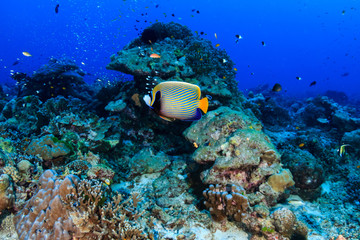 Colorful tropical fish swimming around a vibrant tropical coral reef system in Asia