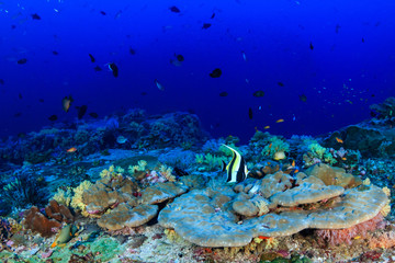Fototapeta na wymiar Colorful tropical fish swimming around a vibrant tropical coral reef system in Asia