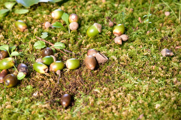 Acorns on green