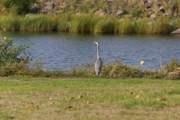 Ein Graureiher auf einer Wiese am Ufer in Malmö Öresund, Schweden