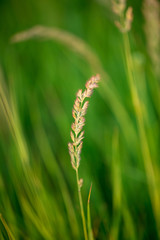 Branch with seeds on grass in nature