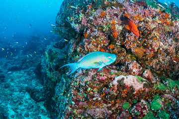 A colorful Parrotfish swimming over a beautiful tropical coral reef
