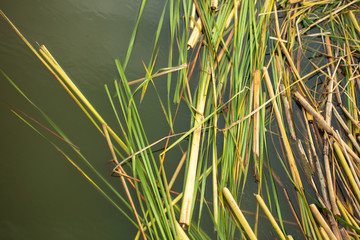 Rush branches on the water as a background