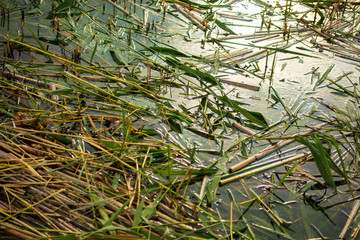 Rush branches on the water as a background